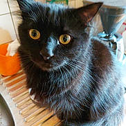 Zorro a rejoint le concours — aidez-le/la à gagner de superbes lots ! cat, black_cat, yellow_eyes, kitchen, counter, sink, coffee_grinder, pet, animal, feline, fur, whiskers, curious, indoors, close_up, domestic, cute, looking, mischievous, household