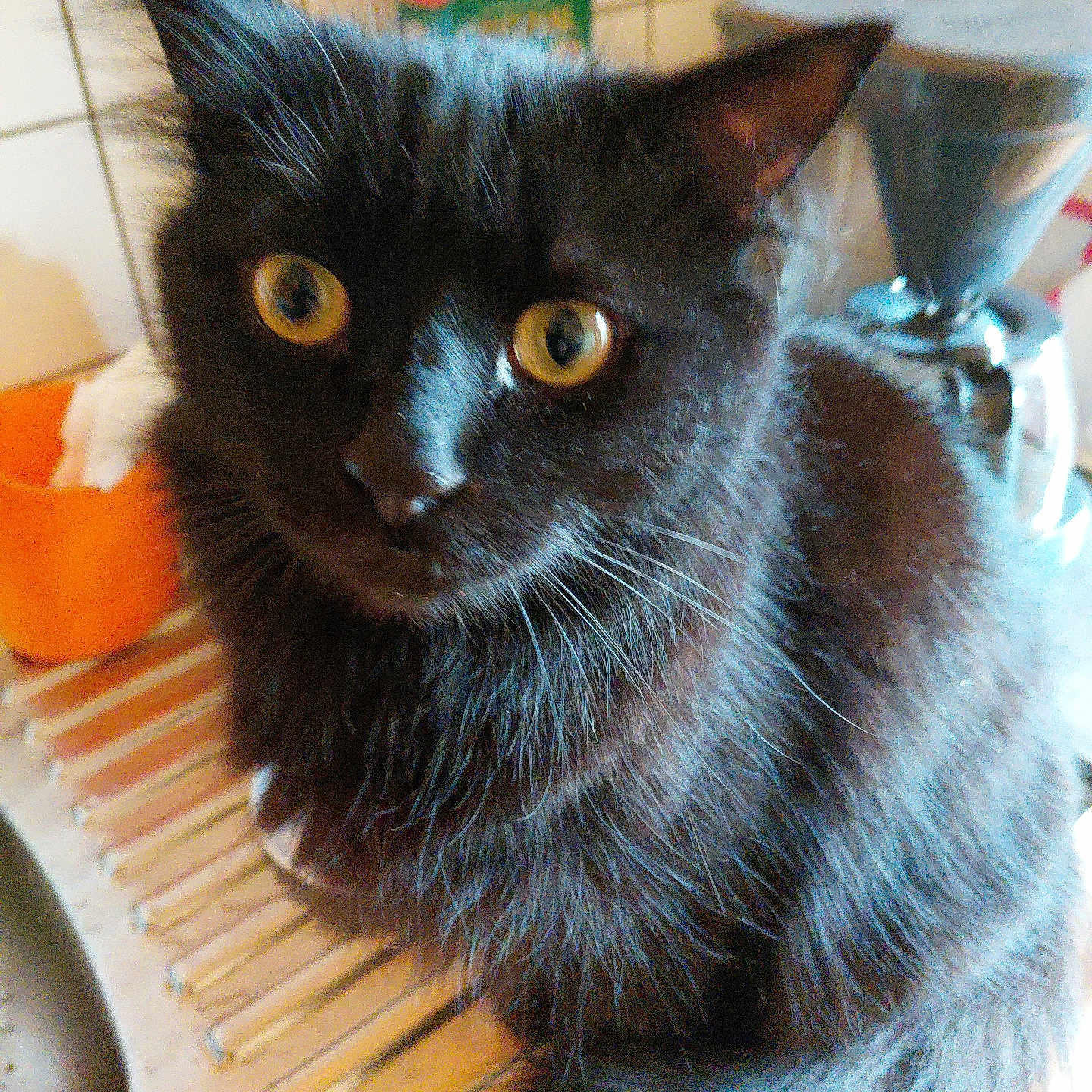 Zorro a rejoint le concours — aidez-le/la à gagner de superbes lots ! cat, black_cat, yellow_eyes, kitchen, counter, sink, coffee_grinder, pet, animal, feline, fur, whiskers, curious, indoors, close_up, domestic, cute, looking, mischievous, household