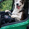 dog, steering_wheel, car, vehicle, green_car, fiat, animal, pet, happy, tongue_out, fur, window, door, seat, interior, nature_background, outdoor, playful, portrait, mammal