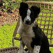 Aïko participe au concours pour gagner de l'argent avec cette photo : puppy, dog, black_and_white, sitting, outdoor, grass, chair, woven_chair, pet, animal, young_dog, sunlight, greenery, nature, curious, portrait, wooden_deck, daylight, fur, ears