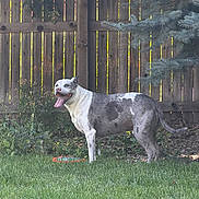 Odin is registered to the contest to win money with this photo: backyard, collar, daylight, dog, evergreen_tree, garden, grass, gray_and_white, happy, muscular, nature, outdoor, panting, pet, plants, short_hair, standing, tongue, toy, wooden_fence