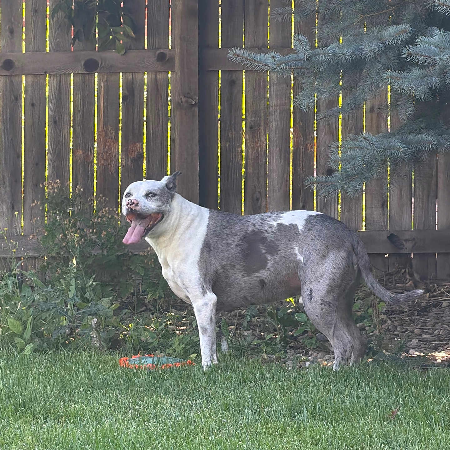 Odin