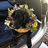 animal, basket, black_dog, black_fur, car, cute, dog, floral_wreath, flower_basket, flowers, funny, garden, outdoor, pet, plants, portrait, sitting, sunlight, trunk, vehicle