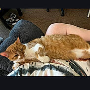 Sassy joined the competition — help win amazing prizes! cat, orange_cat, white_cat, pet, lap, person, clothing, tie_dye, pants, indoor, carpet, shoes, furniture, relaxed, resting, cute, animal, mammal, home, casual