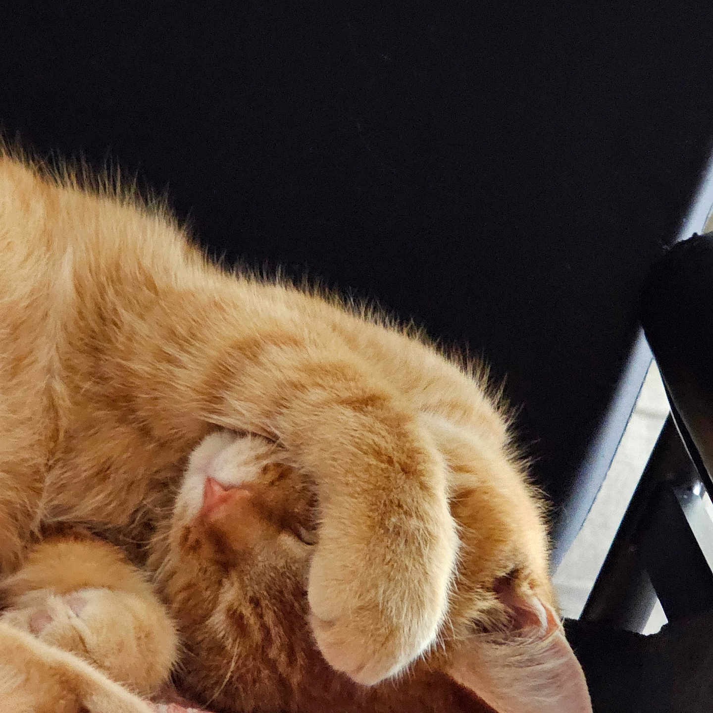 Bear joined the competition — help win amazing prizes! abyssinian, animal, armchair, cat, chair, computer, computerhardware, computerkeyboard, electronics, furniture, hardware, kitten, laptop, manx, monitor, pc, person, pet, screen, sleeping