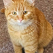 Bear is registered to the contest to win money with this photo: alert, animal, carpet, cat, cute, domestic, ears, eyes, feline, friendly, fur, indoor, looking, mammal, orange_tabby, paws, pet, sitting, whiskers, young