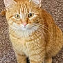 alert, animal, carpet, cat, cute, domestic, ears, eyes, feline, friendly, fur, indoor, looking, mammal, orange_tabby, paws, pet, sitting, whiskers, young
