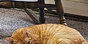 Bear is registered to the contest to win money with this photo: abyssinian, animal, architecture, barstool, building, cat, chair, couch, furniture, hardwood, indoors, interiordesign, kitten, livingroom, manx, person, pet, sleeping, table, wood