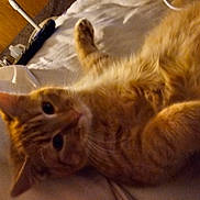 Bear joined the competition — help win amazing prizes! animal, bed, blanket, cat, cozy, cute, domestic, ears, feline, fur, home, indoor, orange_tabby, paw, pet, relaxing, resting, sleepy, soft, whiskers
