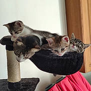 Mes Badados a rejoint le concours — aidez-le/la à gagner de superbes lots ! animal, cat, cat_tree, cozy, curious, cute, domestic_cat, ears, feline, fur, group, hammock, indoor, kitten, pet, playful, resting, sleepy, whiskers, young