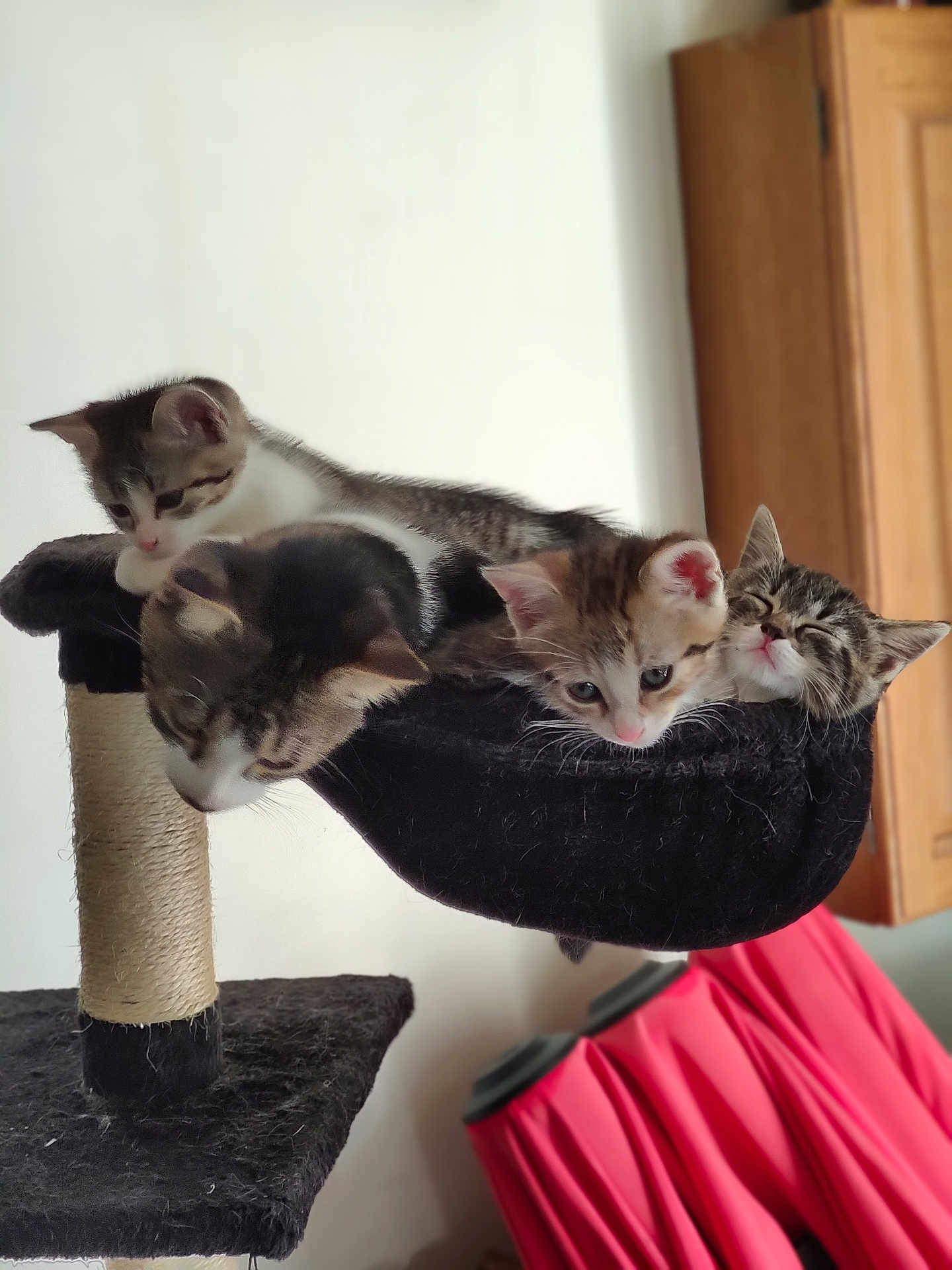 Mes Badados a rejoint le concours — aidez-le/la à gagner de superbes lots ! animal, cat, cat_tree, cozy, curious, cute, domestic_cat, ears, feline, fur, group, hammock, indoor, kitten, pet, playful, resting, sleepy, whiskers, young
