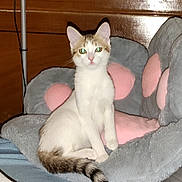 Heiley a rejoint le concours — aidez-le/la à gagner de superbes lots ! abyssinian, angora, animal, architecture, armchair, blanket, building, cat, chair, couch, cushion, furniture, homedecor, kitten, linen, manx, person, pet, siamese, sleeping