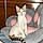 Heiley