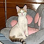 abyssinian, angora, animal, architecture, armchair, blanket, building, cat, chair, couch, cushion, furniture, homedecor, kitten, linen, manx, person, pet, siamese, sleeping
