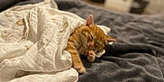 Whisky participe au concours pour gagner de l'argent avec cette photo : kitten, cat, sleeping, blanket, bed, cozy, fur, domestic_animal, indoor, cute, resting, pet, nap, soft, comfort, feline, whiskers, paws, warm, adorable