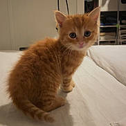 Whisky a rejoint le concours — aidez-le/la à gagner de superbes lots ! kitten, cat, orange_tabby, pet, fur, cute, animal, bed, indoors, curious, feline, young, small, whiskers, ears, tail, soft, domestic, looking, cozy