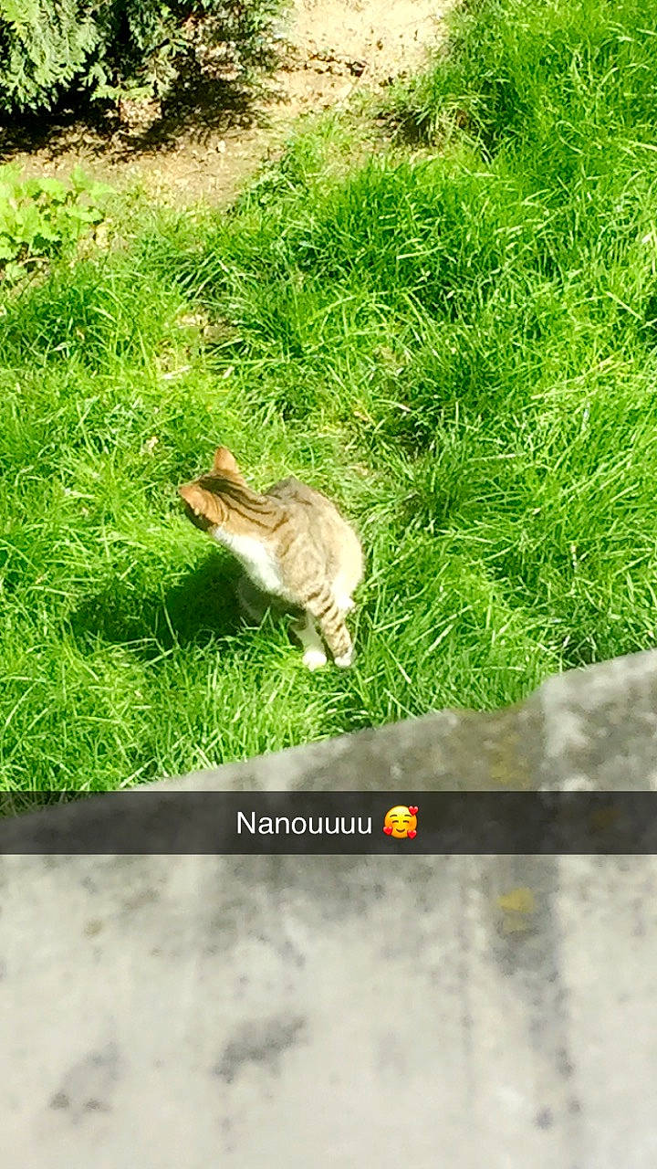 Jaguar participe au concours pour gagner de l'argent avec cette photo : adaptation, chipmunk, fawn, grass, lawn, rodent, squirrel, tail, terrestrial_animal, wildlife