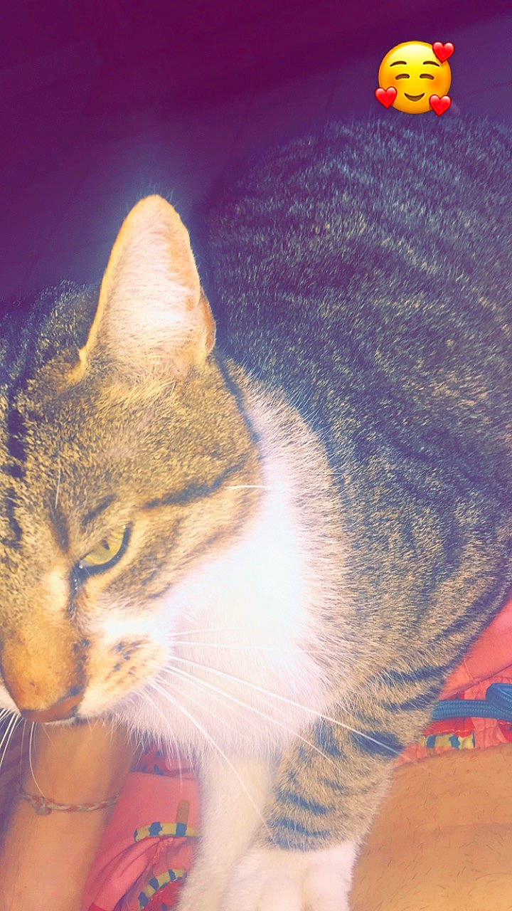 Jaguar participe au concours pour gagner de l'argent avec cette photo : aegean_cat, american_wirehair, carnivore, cat, domestic_short_haired_cat, european_shorthair, felidae, kitten, small_to_medium_sized_cats, tabby_cat, tail, whiskers