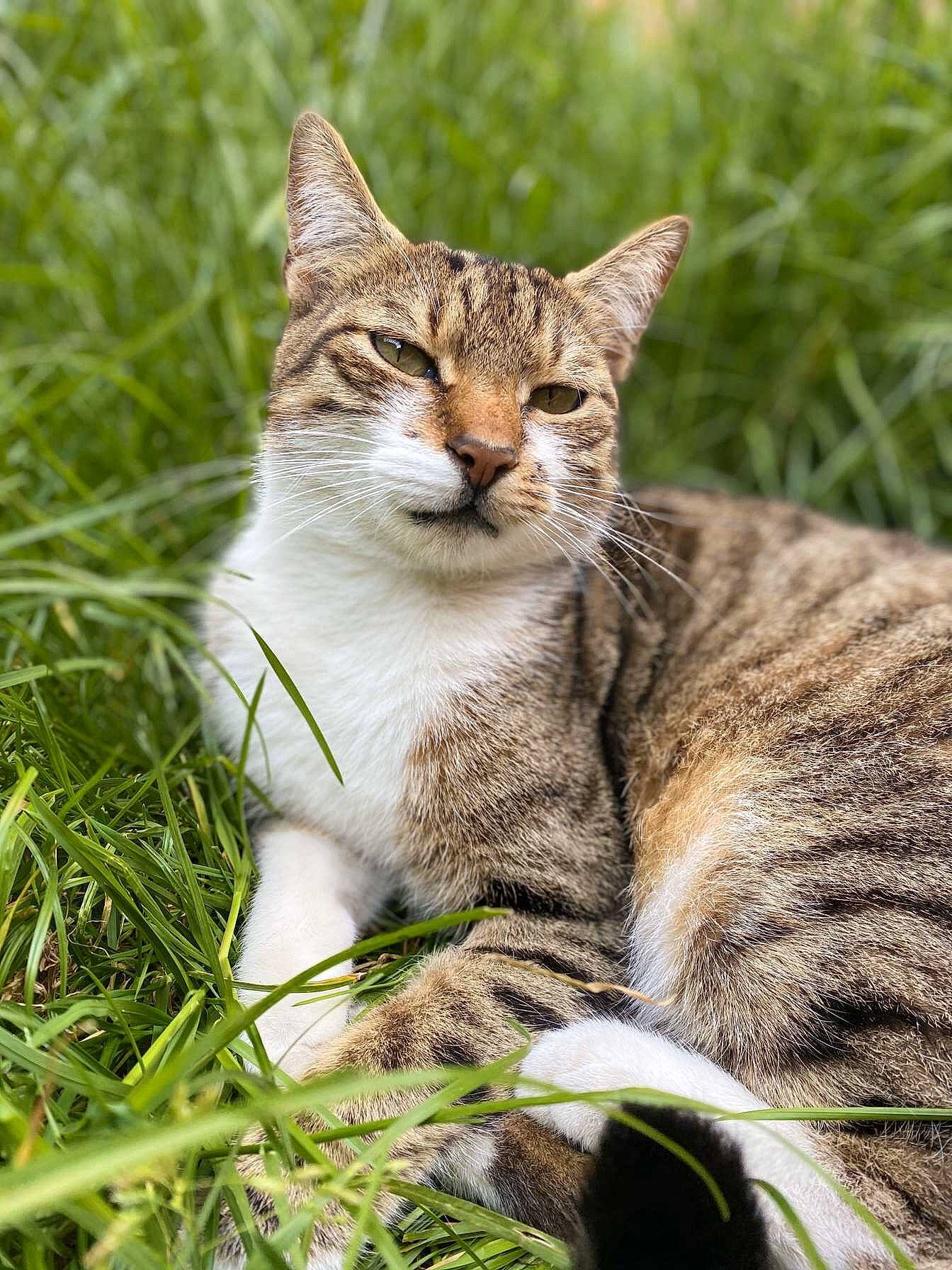 Jaguar participe au concours pour gagner de l'argent avec cette photo : aegean_cat, american_wirehair, asian, carnivore, cat, domestic_short_haired_cat, dragon_li, european_shorthair, felidae, grass, lynx, mammal, plant, small_to_medium_sized_cats, snout, tabby_cat, vertebrate, whiskers, wild_cat, wildlife