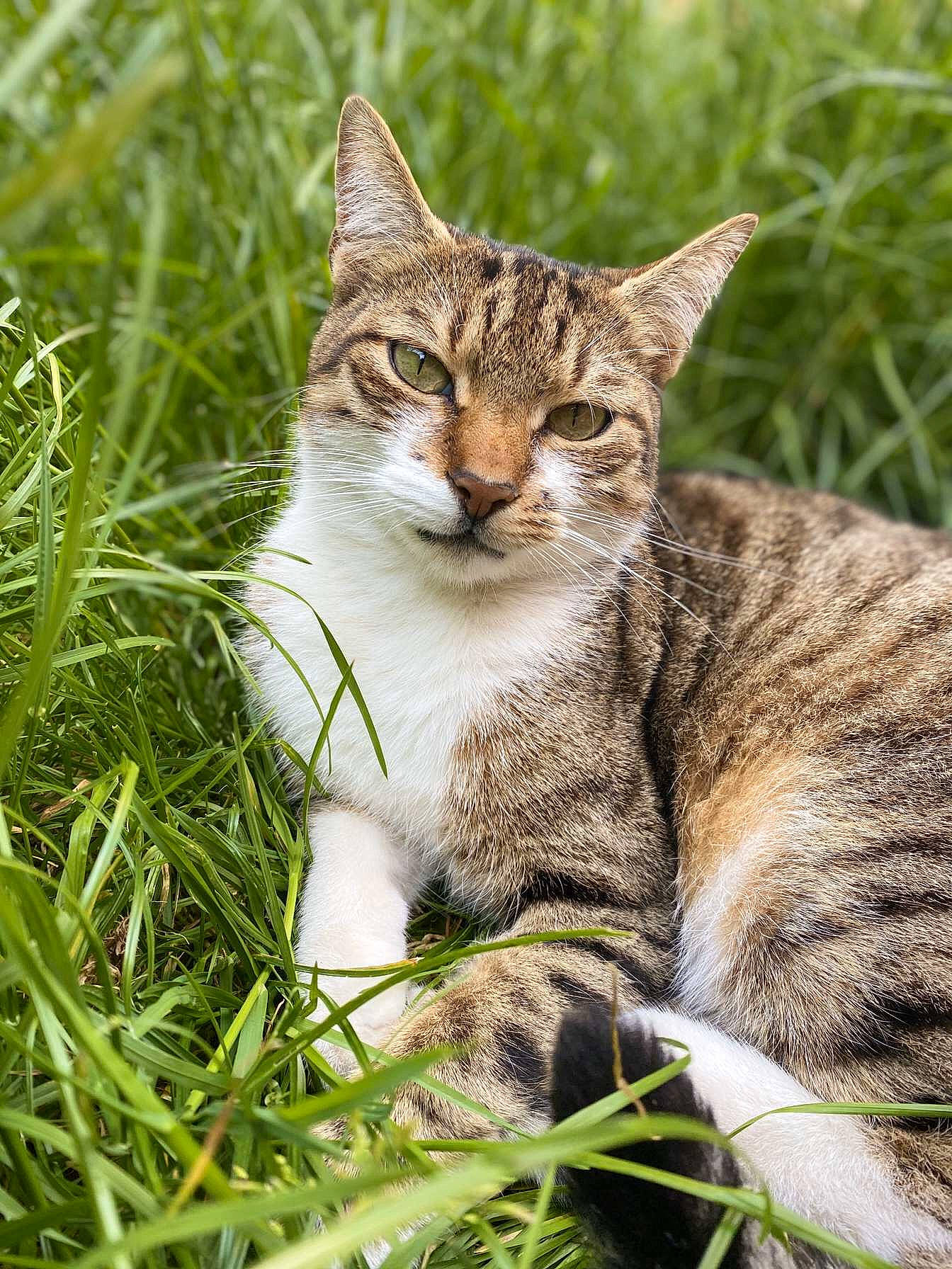 Jaguar participe au concours pour gagner de l'argent avec cette photo : aegean_cat, american_wirehair, carnivore, cat, close_up, domestic_short_haired_cat, dragon_li, european_shorthair, felidae, grass, grass_family, mammal, plant, small_to_medium_sized_cats, snout, tabby_cat, tree, whiskers, wild_cat, wildlife
