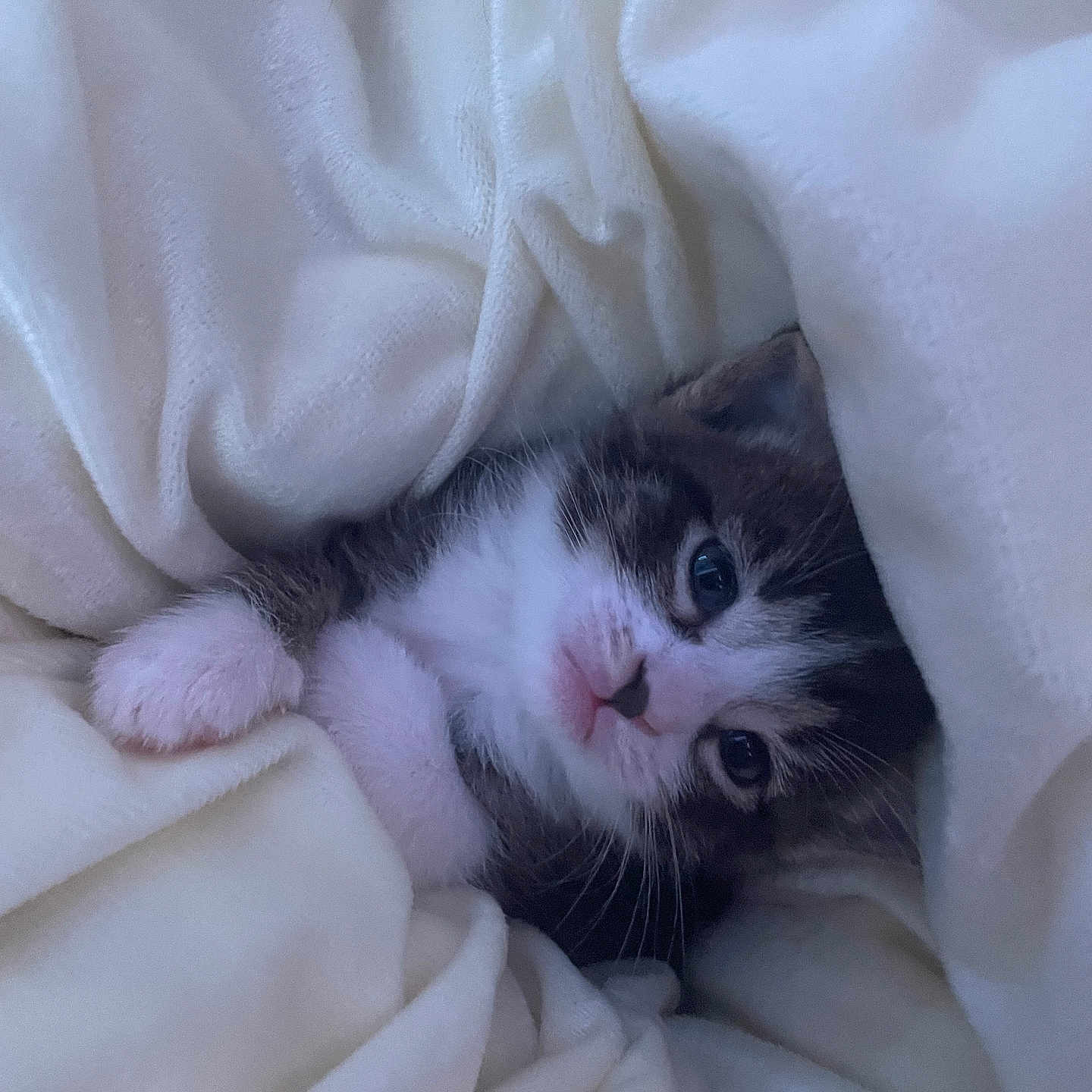Kitty joined the competition — help win amazing prizes! animal, blanket, cat, comfort, cozy, cute, face, fur, gray, indoor, kitten, paw, pet, resting, sleepy, small, soft, whiskers, white, young