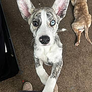 Odin is registered to the contest to win money with this photo: animal, blue_eye, brown_eye, canine, carpet, cute, dog, domestic_animal, ears, fur, heterochromia, indoor, looking_up, lying_down, nose, paw, pet, playful, puppy, two_dogs