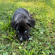 Her is registered to the contest to win money with this photo: adorable, animal, black_fur, blue_eyes, canine, cute, dog, ears, fur, grass, greenery, lying_down, nature, outdoor, pet, playful, puppy, small, snout, young