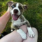 Apo joined the competition — help win amazing prizes! affection, blue_eye, brown_eye, canine, close_up, dog, fur, grass, happy, human_hand, legs, nature, outdoor, pet, playful, puppy, smiling, sunlight, tongue_out, white_paw