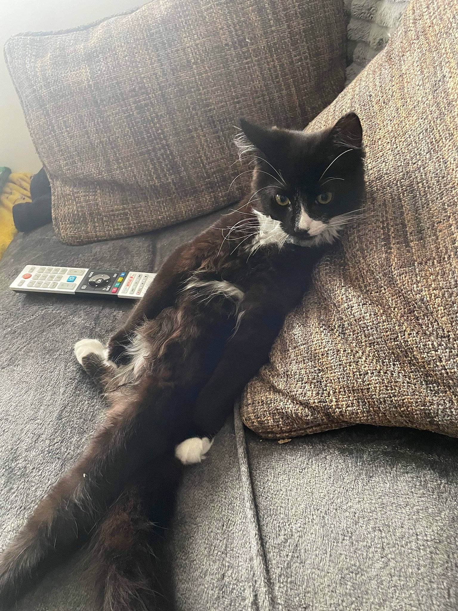 Scran joined the competition — help win amazing prizes! bedding, carnivore, cat, comfort, couch, domestic_short_haired_cat, felidae, fur, grey, human_leg, linens, pillow, sitting, sleeve, small_to_medium_sized_cats, tail, tints_and_shades, tree, whiskers, wood