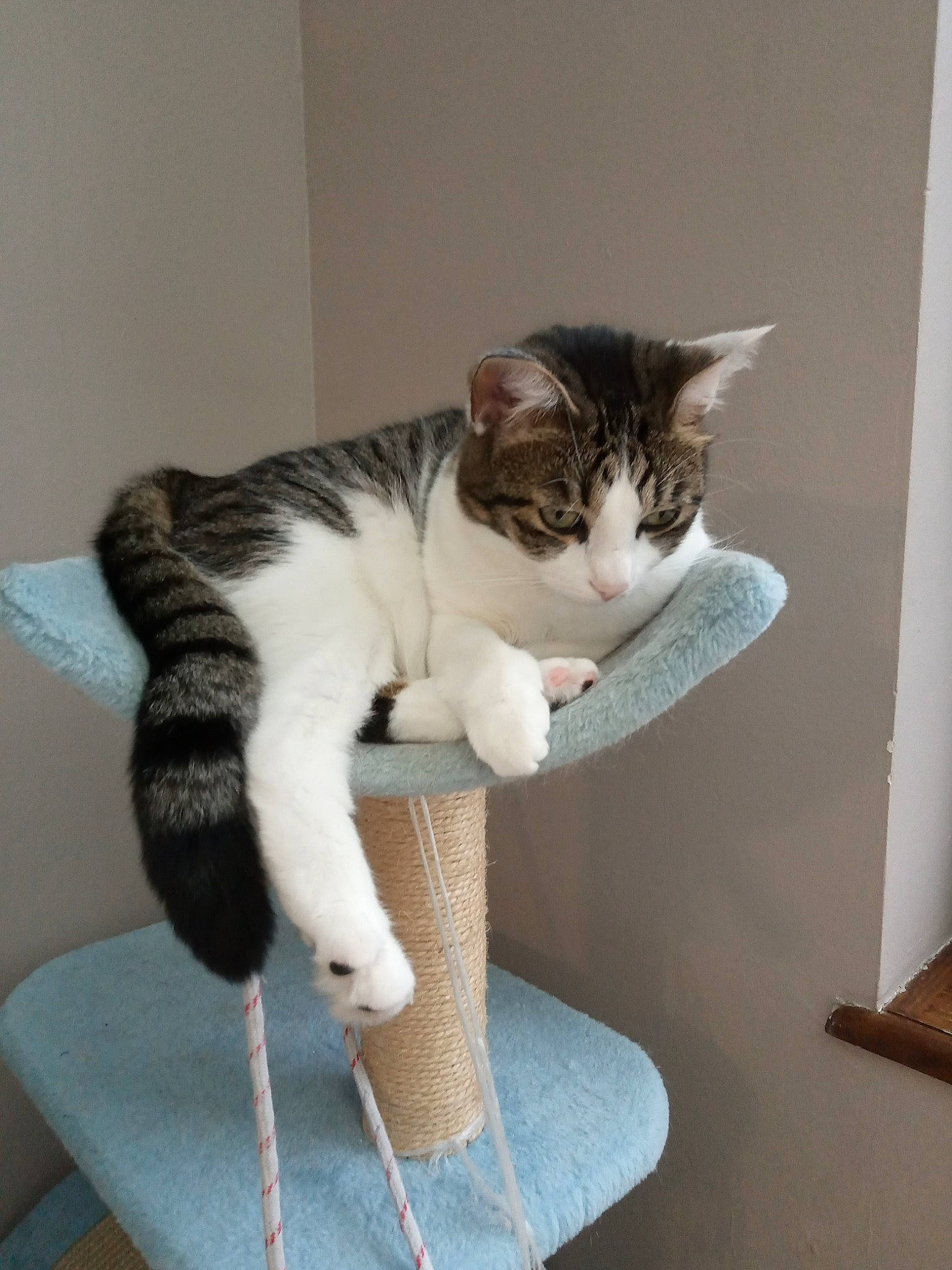 Princesse a rejoint le concours — aidez-le/la à gagner de superbes lots ! aegean_cat, american_wirehair, asian, carnivore, cat, domestic_short_haired_cat, european_shorthair, felidae, fur, kitten, polydactyl_cat, small_to_medium_sized_cats, tabby_cat, tail, whiskers