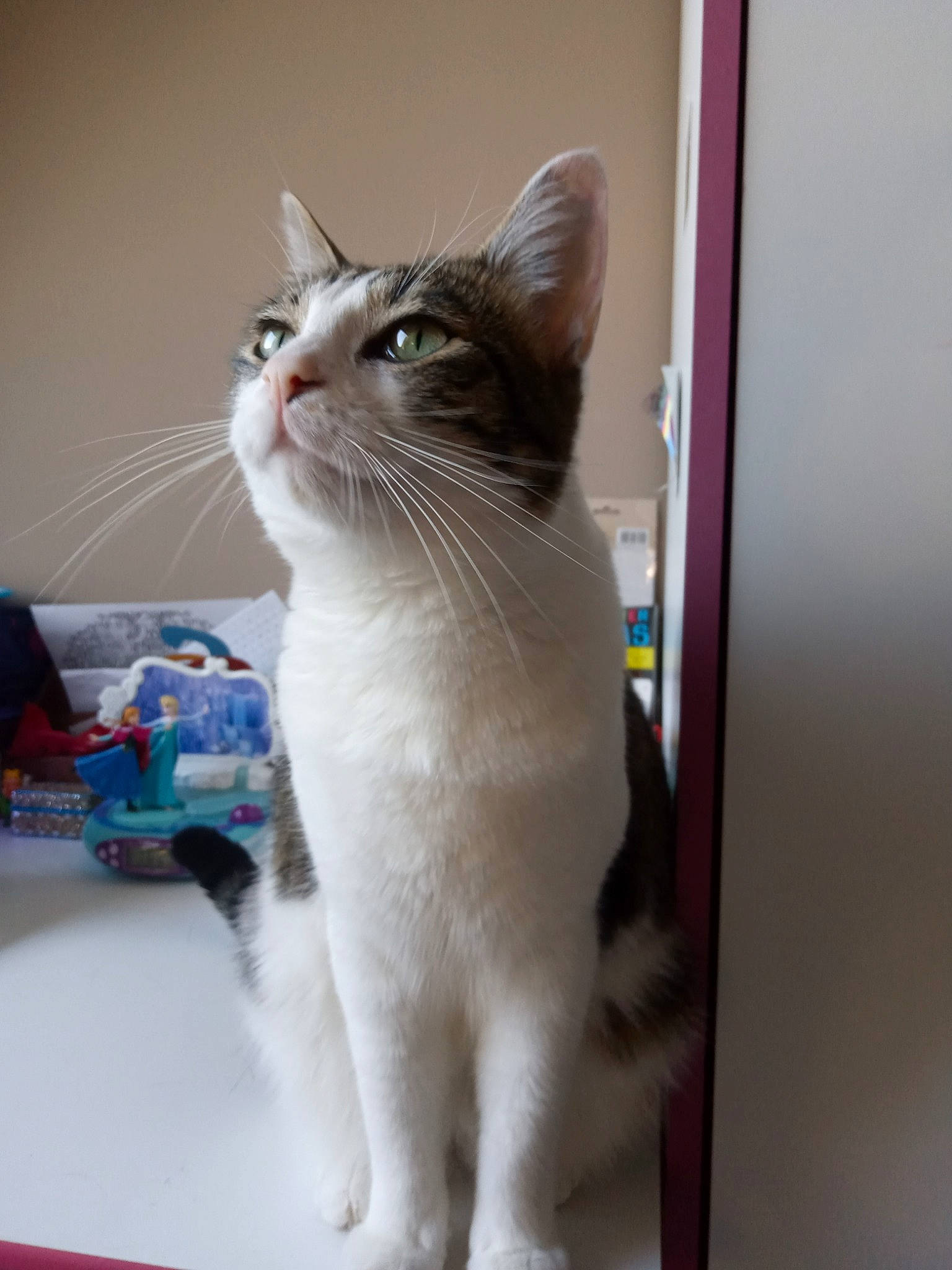 Princesse participe au concours pour gagner de l'argent avec cette photo : aegean_cat, american_wirehair, asian, carnivore, cat, domestic_short_haired_cat, european_shorthair, felidae, japanese_bobtail, kitten, mammal, ojos_azules, polydactyl_cat, small_to_medium_sized_cats, tail, turkish_van, whiskers