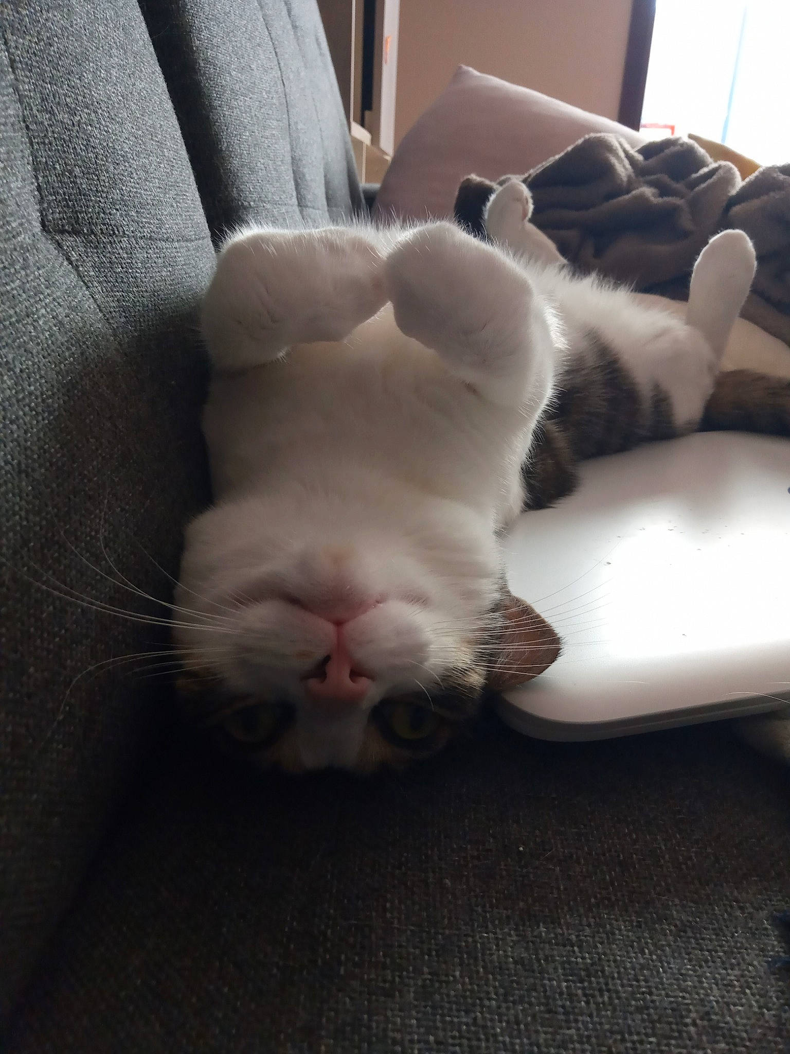 Princesse participe au concours pour gagner de l'argent avec cette photo : carnivore, cat, felidae, fur, kitten, leg, nap, nose, paw, polydactyl_cat, skin, sleep, small_to_medium_sized_cats, snout, tail, whiskers