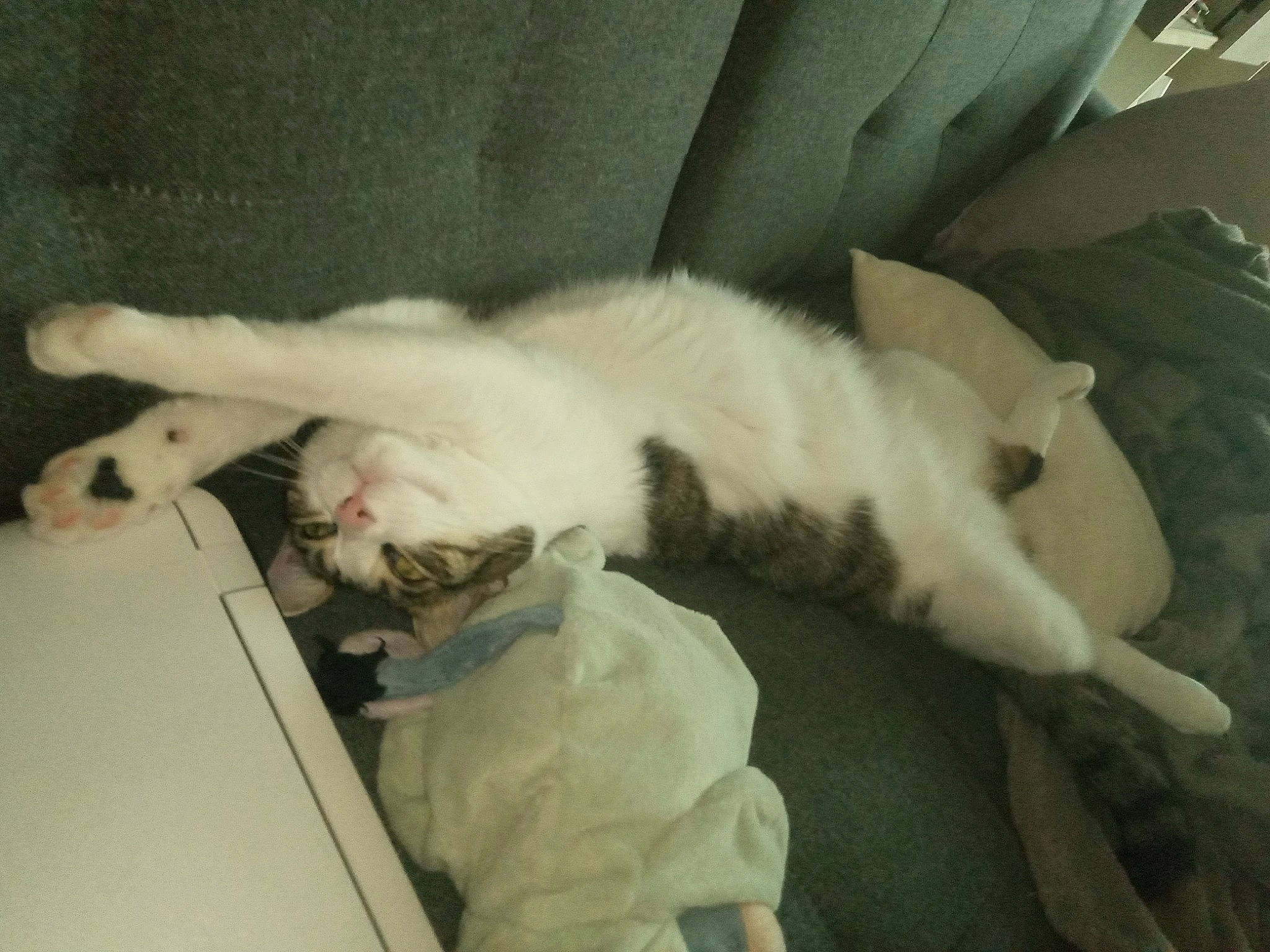 Princesse participe au concours pour gagner de l'argent avec cette photo : carnivore, cat, ear, felidae, fur, kitten, nap, paw, polydactyl_cat, sleep, small_to_medium_sized_cats, tail, turkish_angora, turkish_van, whiskers