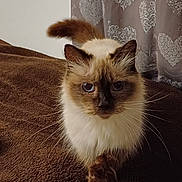 Bechette participe au concours pour gagner de l'argent avec cette photo : cat, siamese_cat, blue_eyes, fur, whiskers, paw, blanket, indoor, curtain, heart_pattern, brown, white, pet, animal, looking, walking, cozy, closeup, feline, cute