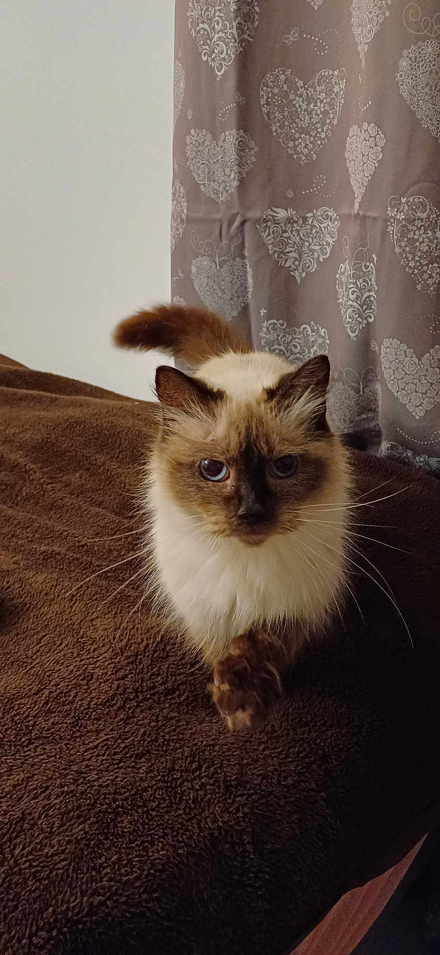 Bechette participe au concours pour gagner de l'argent avec cette photo : cat, siamese_cat, blue_eyes, fur, whiskers, paw, blanket, indoor, curtain, heart_pattern, brown, white, pet, animal, looking, walking, cozy, closeup, feline, cute