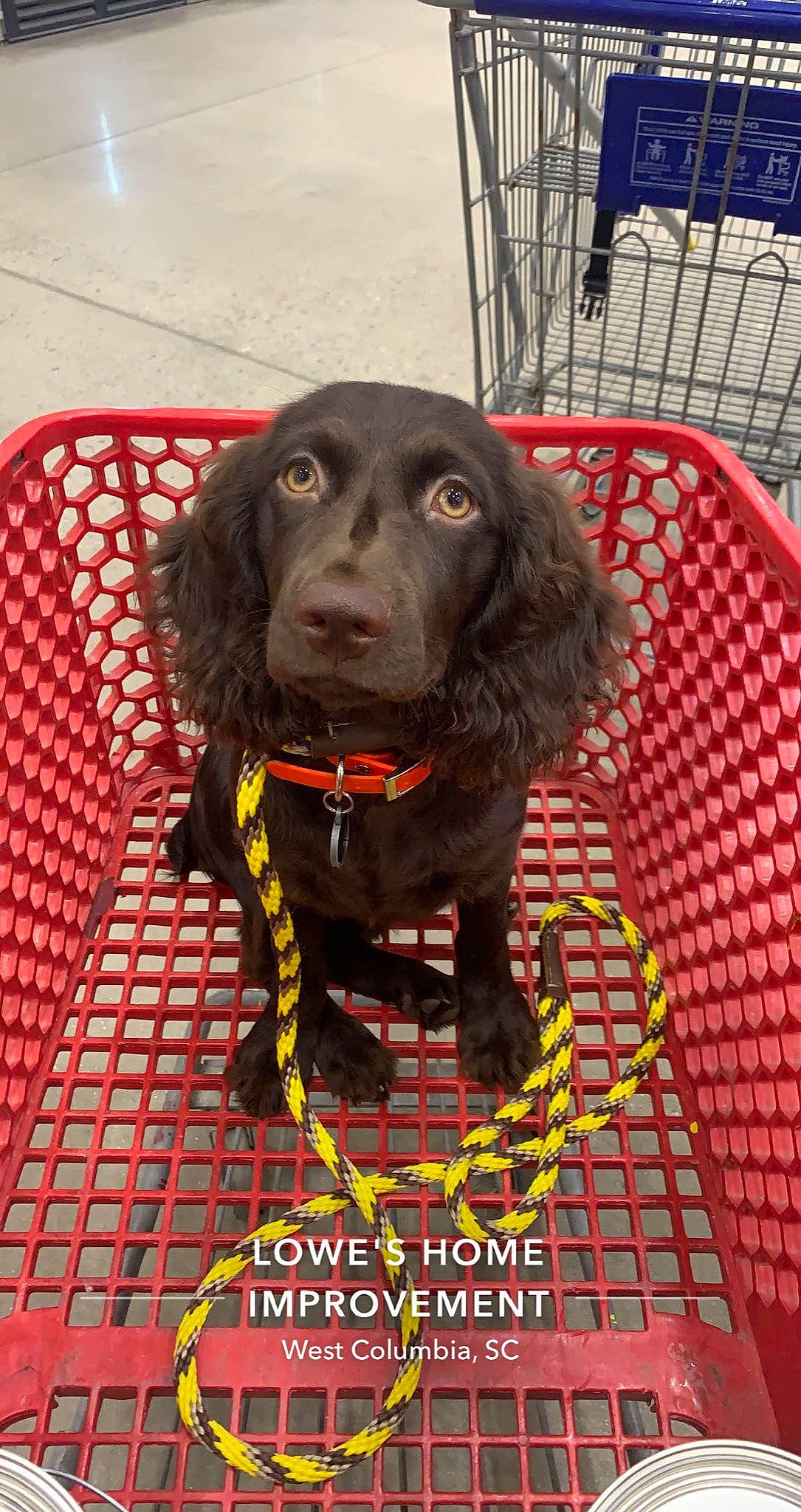 Hank joined the competition — help win amazing prizes! borador, canidae, carnivore, collar, companion_dog, dog, dog_breed, dog_collar, dog_supply, fur, gun_dog, leash, liver, mesh, pet_supply, retriever, snout, spaniel, sporting_group, working_animal