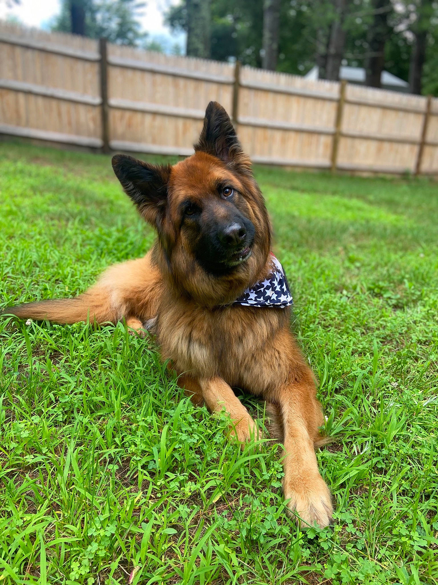Gunner is registered to the contest to win money with this photo: belgian_shepherd_malinois, carnivore, companion_dog, dog, dog_breed, east_european_shepherd, fawn, fence, german_shepherd_dog, grass, groundcover, herding_dog, home_fencing, king_shepherd, old_german_shepherd_dog, plant, snout, sporting_group, tail, tree