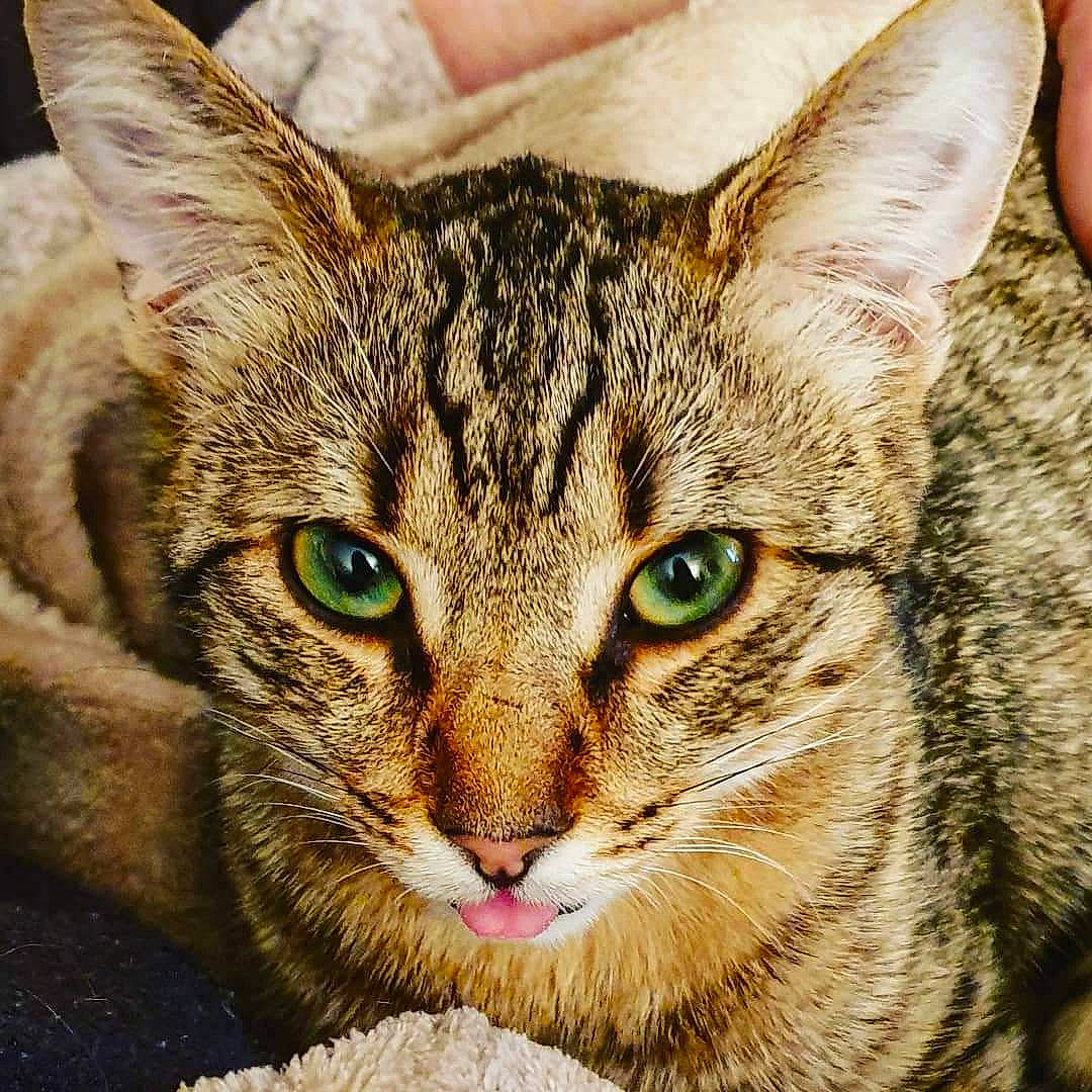 Chihiro a rejoint le concours — aidez-le/la à gagner de superbes lots ! carnivore, cat, close_up, domestic_short_haired_cat, eye, felidae, fur, grass, lynx, photography, small_to_medium_sized_cats, snout, terrestrial_animal, tree, whiskers, wildlife