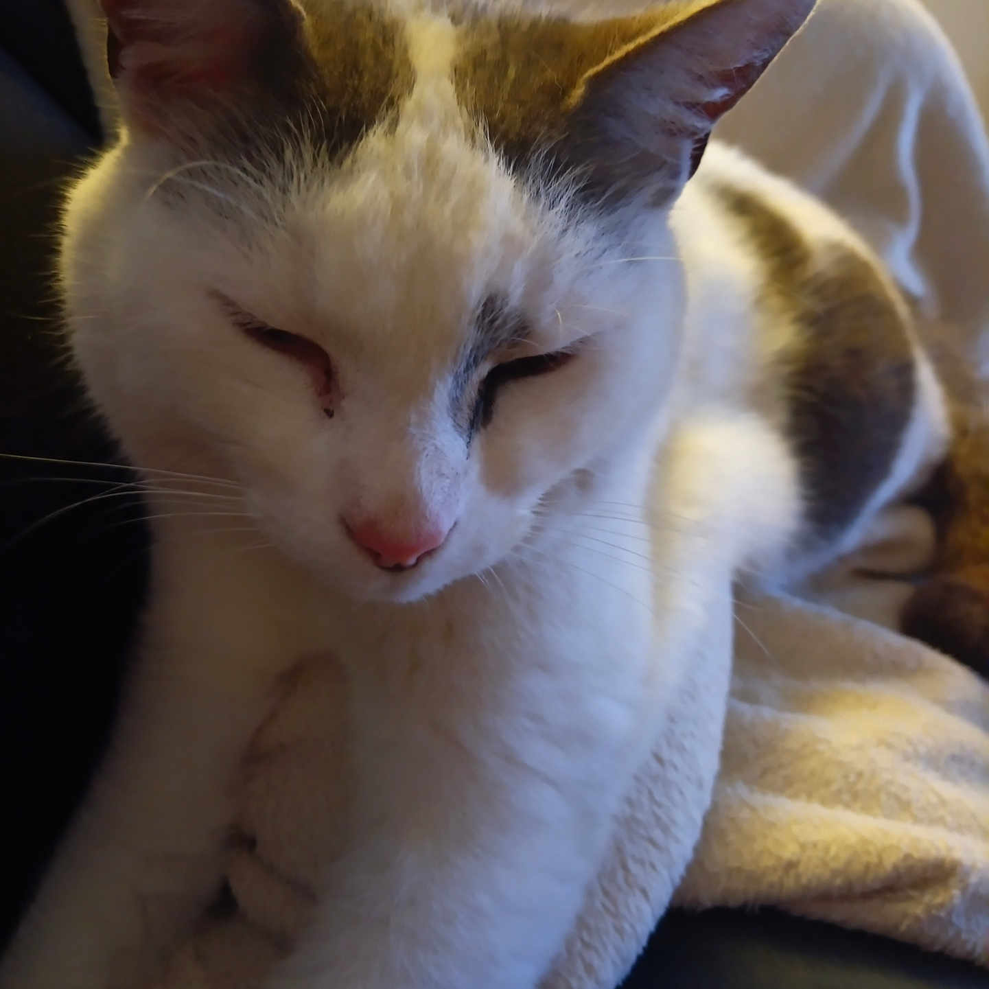 Réglisse participe au concours pour gagner de l'argent avec cette photo : animal, blanket, cat, closeup, cozy, cute, ears, feline, fur, gray_spots, indoor, pet, pink_nose, relaxed, resting, sleepy, soft_texture, stretching, whiskers, white_cat
