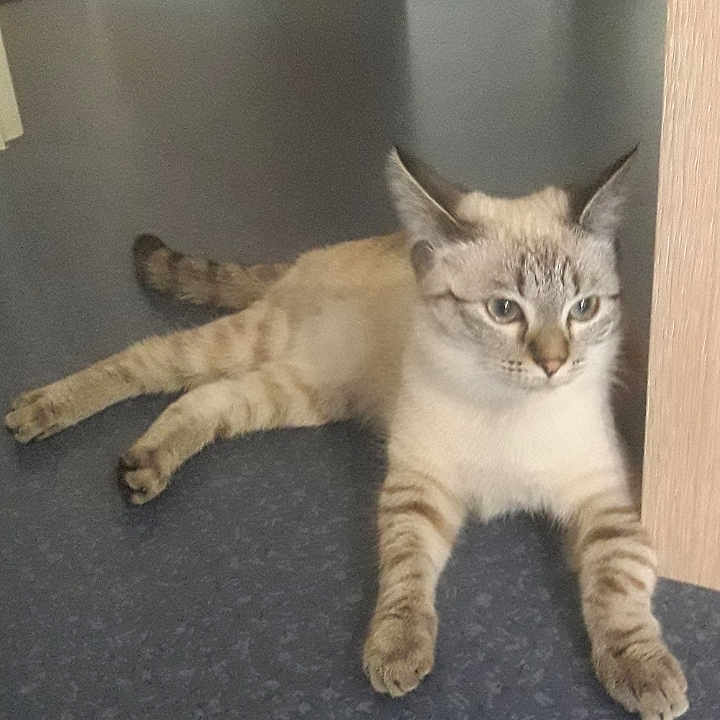Tessie