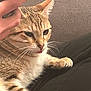 Yumi a rejoint le concours — aidez-le/la à gagner de superbes lots ! animal, brown, cat, close_up, couch, cute, domestic_cat, fur, hand, indoor, paw, person, pet, phone, relaxed, striped, tabby, texture, tongue_out, whiskers