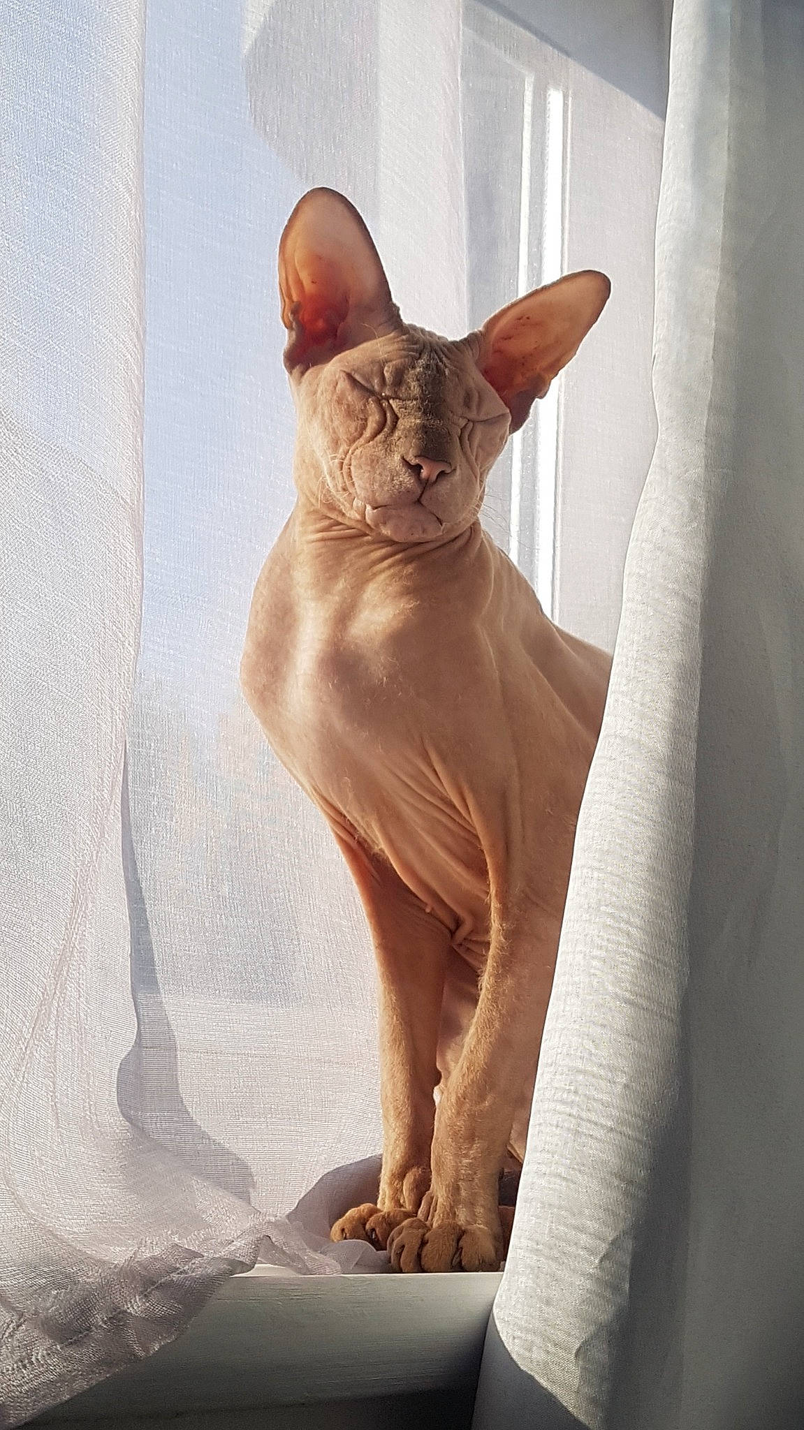 Dobby joined the competition — help win amazing prizes! carnivore, cat, fawn, felidae, fur, liver, peach, small_to_medium_sized_cats, snout, tail, terrestrial_animal, whiskers, wildlife, window