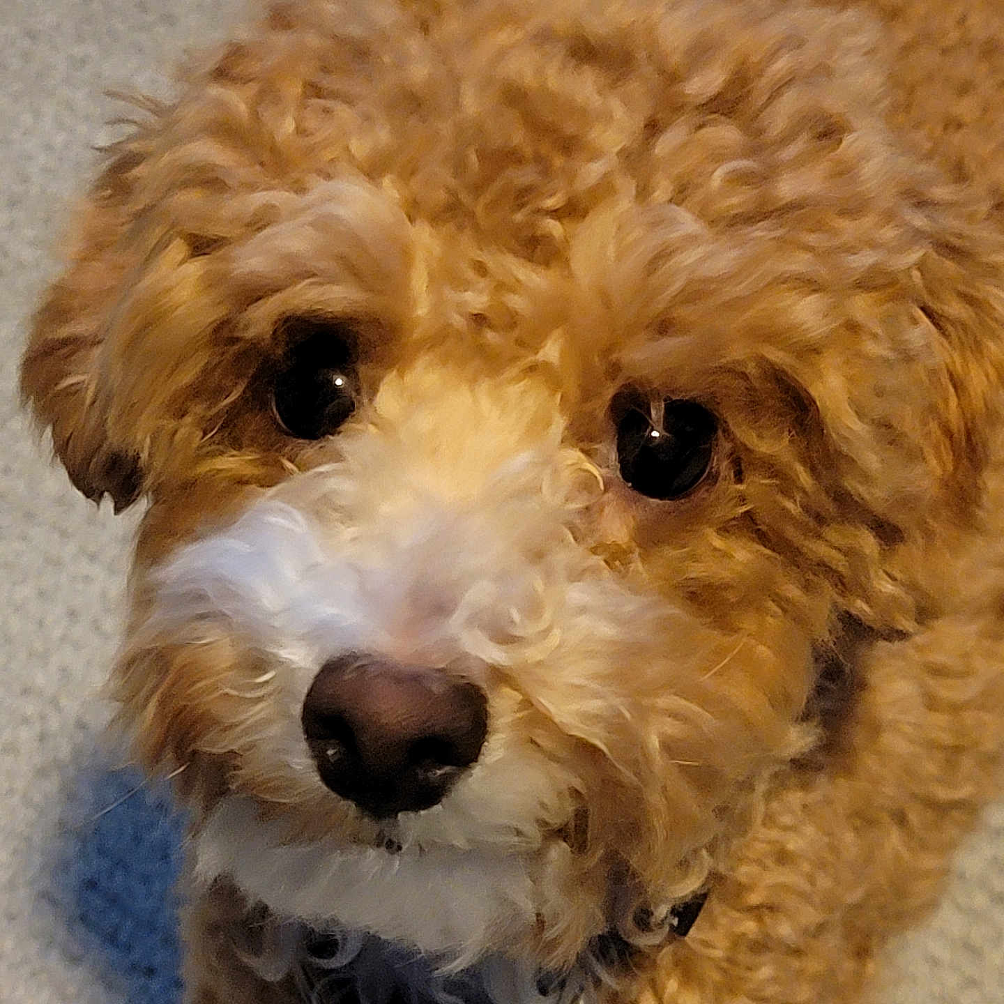 Finn joined the competition — help win amazing prizes! adorable, animal, brown, canine, close_up, collar, curly_fur, cute, dog, domestic, eyes, friendly, fur, indoor, looking_up, mammal, nose, pet, portrait, white