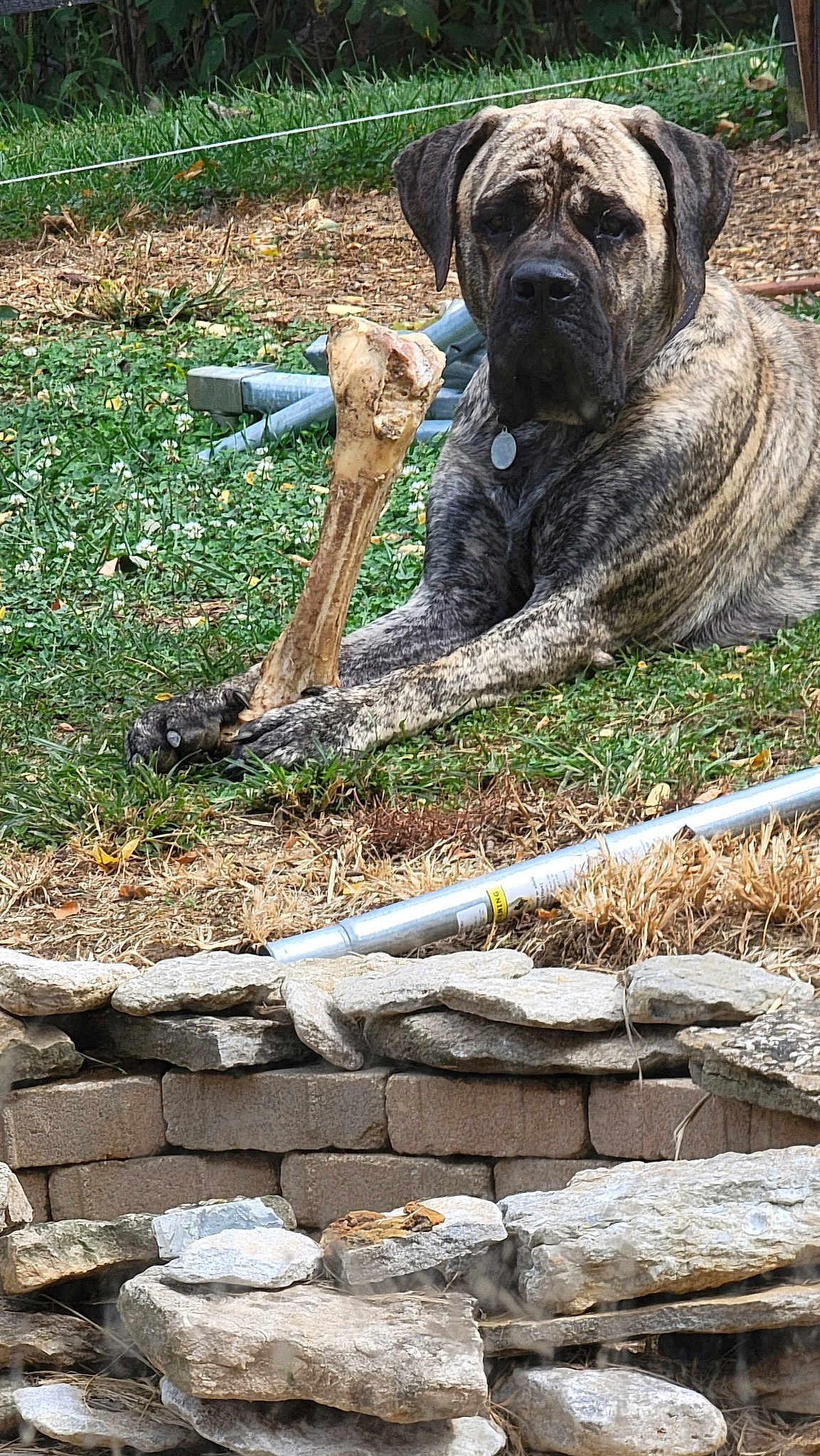 Klaus