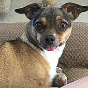 Nala is registered to the contest to win money with this photo: dog, pet, small_dog, brown_fur, white_chest, tongue_out, tennis_ball, cushion, indoor, carpet, ears_up, close_up, cute, animal, companion, relaxed, looking_at_camera, furniture, home, playful