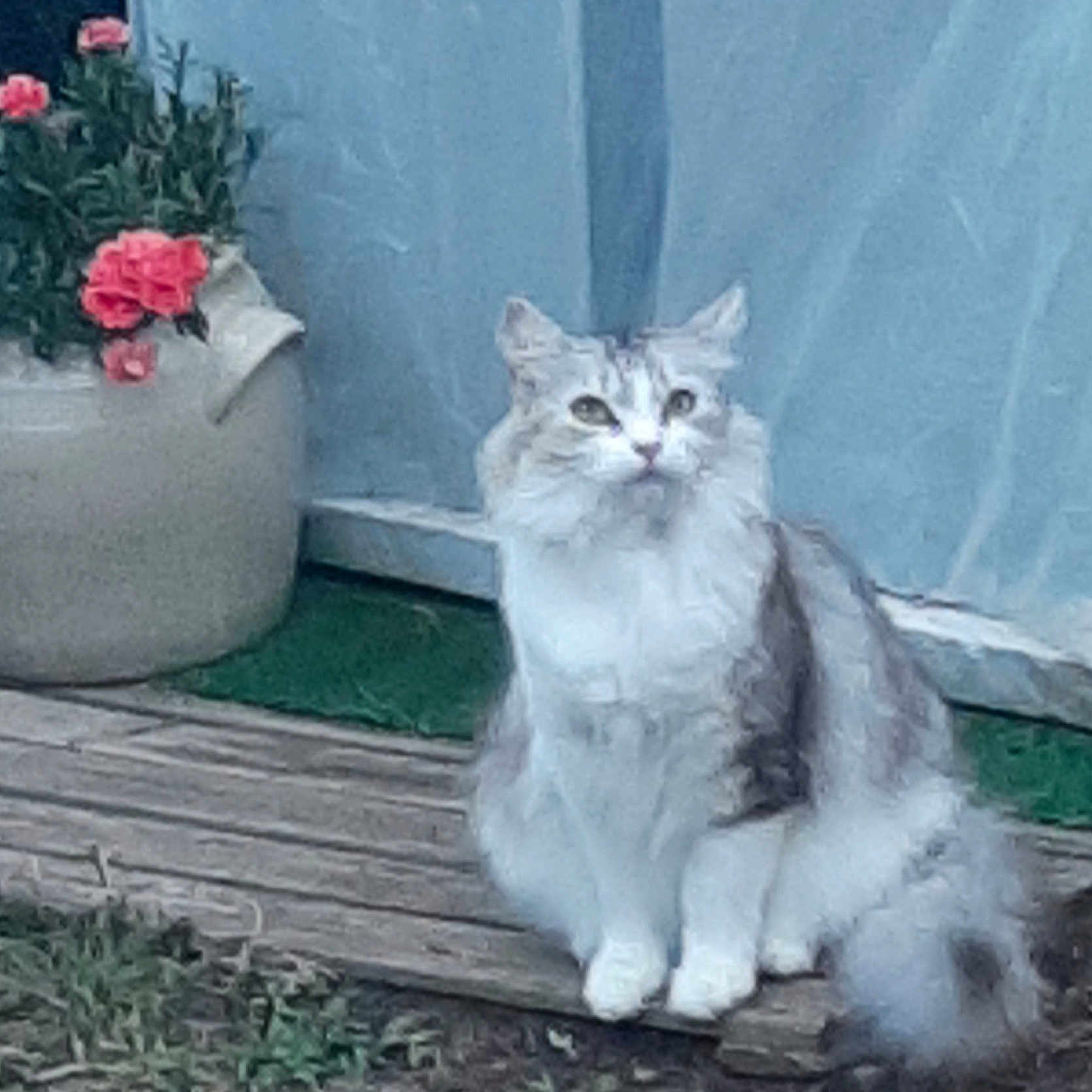 Brimbelle a rejoint le concours — aidez-le/la à gagner de superbes lots ! animal, backdrop, beige, blue, cat, feline, flower_pot, fluffy, fur, garden, greenery, nature, outdoor, peaceful, pet, pink_flowers, plant, portrait, sitting, wooden_plank