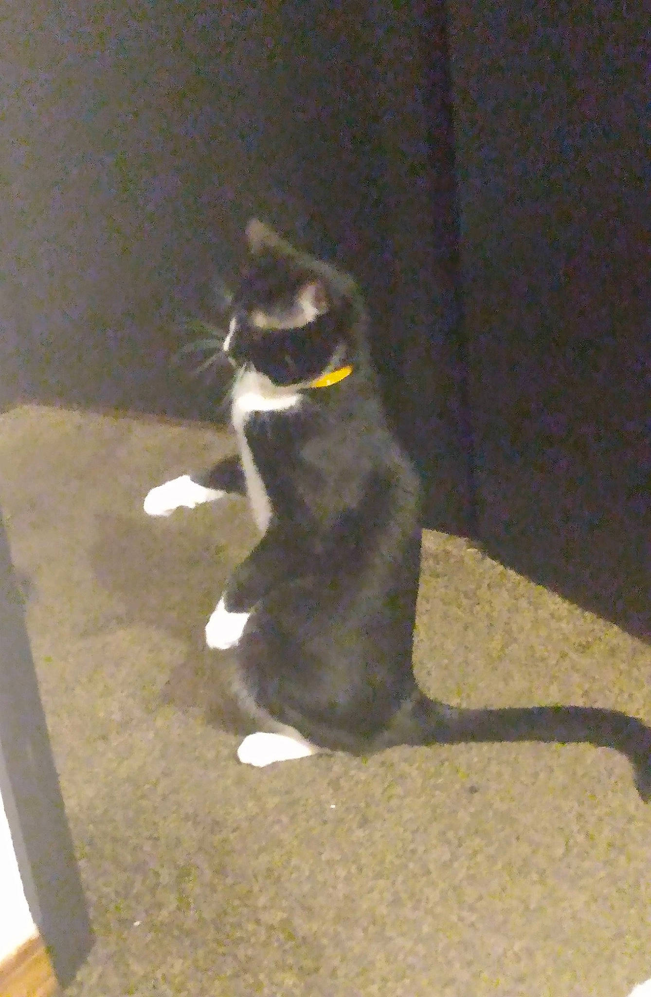 Oreo is registered to the contest to win money with this photo: black_cat, carnivore, cat, claw, domestic_short_haired_cat, felidae, flooring, fur, paw, shadow, sitting, small_to_medium_sized_cats, snout, tail, terrestrial_animal, whiskers, window, wood