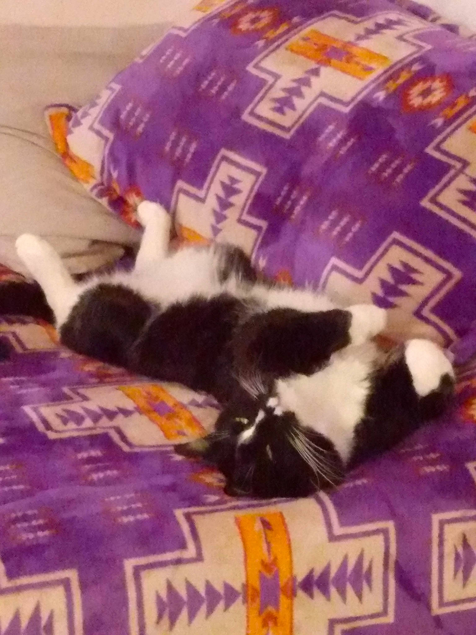 Oreo is registered to the contest to win money with this photo: carnivore, cat, comfort, domestic_short_haired_cat, felidae, flooring, fur, linens, room, small_to_medium_sized_cats, tail, textile, whiskers