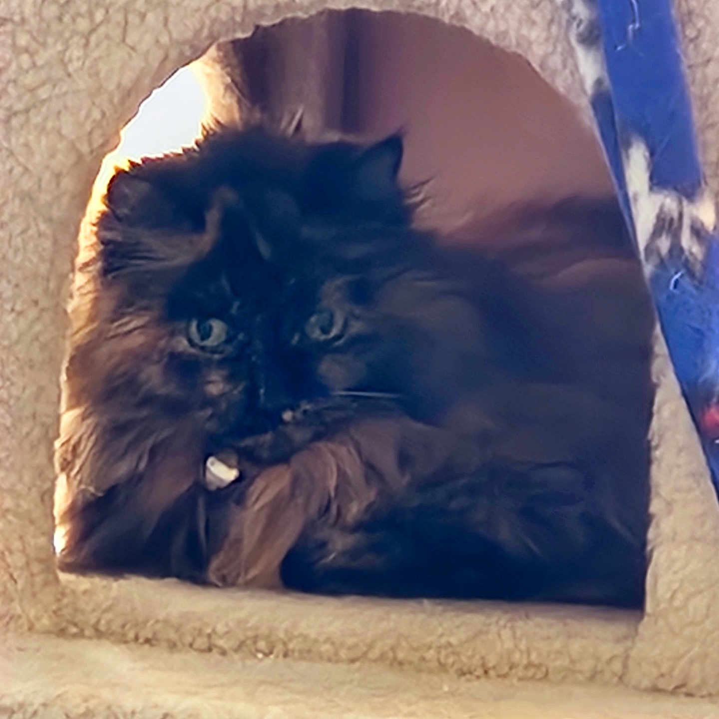 Princess