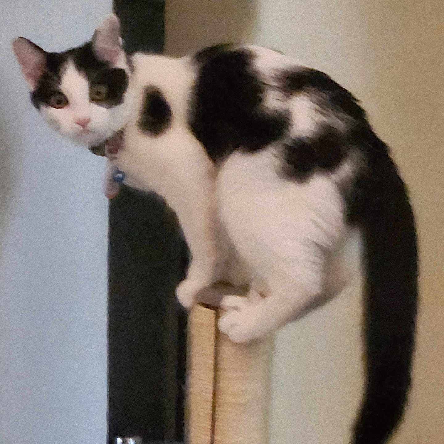 Bandit